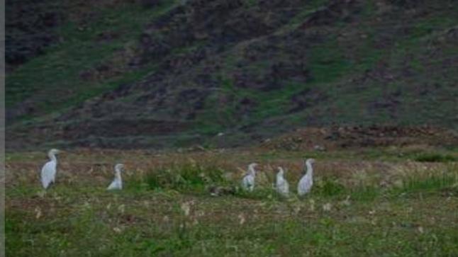 تحليق طيور مهاجرة في سماء مكة المكرمة بعد موجة الأمطار الأخيرة