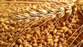 كندا ترفع صادرات القمح