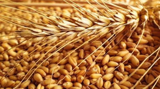 كندا ترفع صادرات القمح